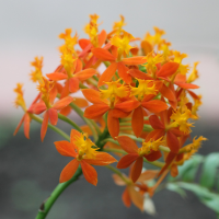 epidendrum_ibaguense1bd (Epidendrum ibaguense)