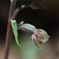 epipactis_microphylla2bd (Epipactis microphylla)