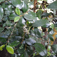 Ixora borboniae (Bois de buis)