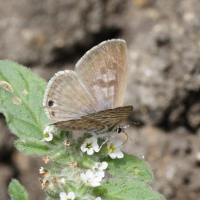 leptotes_pirithous4md