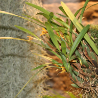 Maxillaria variabilis (Maxillaria)