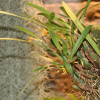 maxillaria_variabilis1md