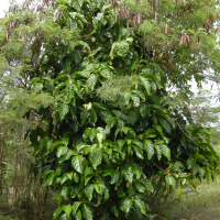 Morinda citrifolia (Morinda, Nono, Malaye)