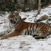 panthera_tigris_altaica1md