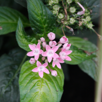 pentas_lanceolata2md