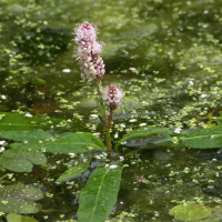 Persicaria amphibia (Renouée aquatique)