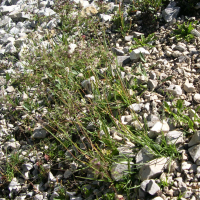 Poa alpina (Pâturin des Alpes)