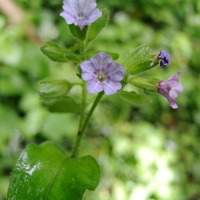 pulmonaria_montana2md