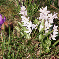 Puschkinia scilloides (Puschkinia, Fausse-scille, Scille du Liban)