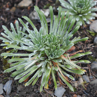 saxifraga_longifolia2bd