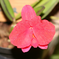 sophronitis_coccinea2md (Cattleya coccinea)