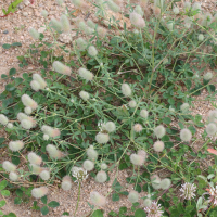 trifolium_arvense3md (Trifolium arvense)