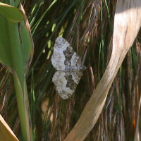 Xanthorhoe montanata (Phalène)