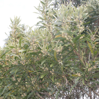 acacia_heterophylla4md (Acacia heterophylla)