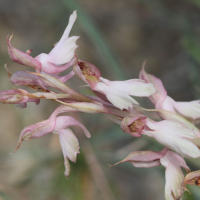 anacamptis_sancta3bd (Anacamptis sancta)