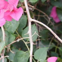 bougainvillea_glabra2md (Bougainvillea glabra)