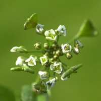 capsella_bursa-pastoris2bmd (Capsella bursa pastoris)