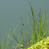 carex_limosa2md (Carex limosa)