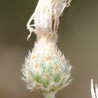 centaurea_leucophaea3md (Centaurea leucophaea)