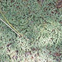 Euphorbia serpens (Chamaesyce, Euphorbe)