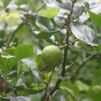 citrus_hystrix2md (Citrus hystrix)