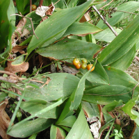 convallaria_maialis3abd (Convallaria maialis)