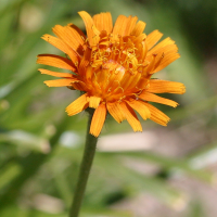 crepis_aurea3md