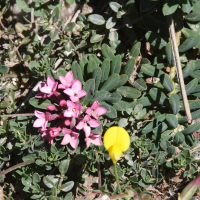 Daphne cneorum (Camélée des Alpes, Daphné camélée, Thymélée des Alpes)