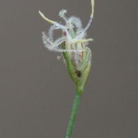 eleocharis_acicularis3md (Eleocharis acicularis)