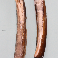 Pharidae directus (Couteau de l'Atlantique, Couteau américain)