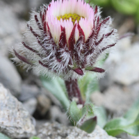 erigeron_uniflorus4md (Erigeron uniflorus)