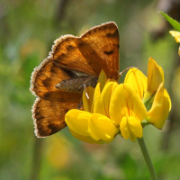 euclidia_glyphica1bbd (Euclidia glyphica)