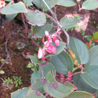 gaultheria_erecta2bd