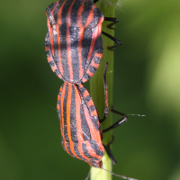 graphosoma_italicum2md