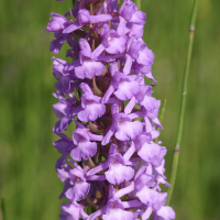 Gymnadenia_conopsea