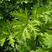 heracleum_mantegazzianum6md