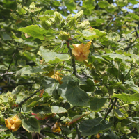 Hibiscus columnaris (Hibiscus)