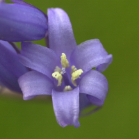 Hyacinthoides_non-scripta ssp. non-scripta