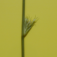 juncus_filiformis3md