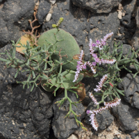 Limonium papillatum (Statice papilleux)