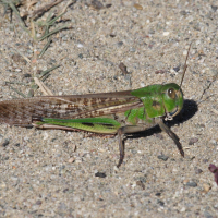 Locusta migratoria (Criquet migrateur)