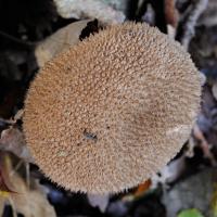 lycoperdon_echinatum2md