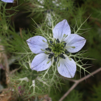 nigella_damascena2md