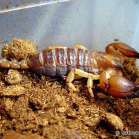 Opisthophthalmus glabifrons (Scorpion africain brillant)