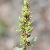 Patellifolia patellaris (Patellifolia)