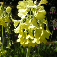 primula_florindae2md