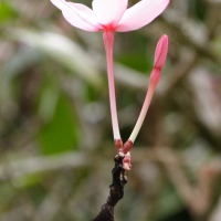 quisqualis_indica3md (Combretum indicum)