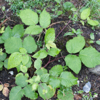 Rubus hirtus (Ronce hérissée)