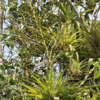 Tillandsia utriculata (Tillandsia, Ananas sauvage)