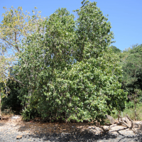xylocarpus_moluccensis1md (Xylocarpus moluccensis)